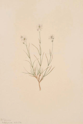 Mary Vaux Walcott - Arenaria formosa.webp