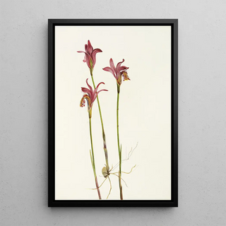 Mary Vaux Walcott - Arethusa Arethusa bulbosa.webp
