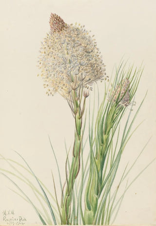 Mary Vaux Walcott - Beargrass Xerophyllum tenax.webp