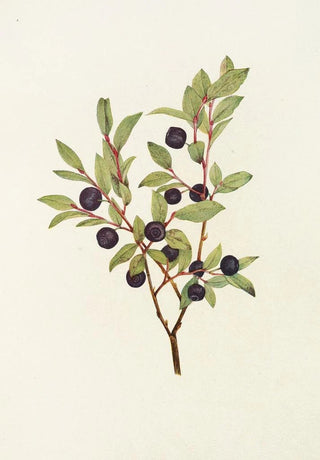 Mary Vaux Walcott - Big Whortleberry Vaccinium membranacea.webp