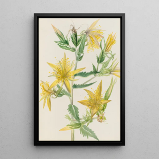 Mary Vaux Walcott - Blazing Star Mentzelia laevicaulis.webp