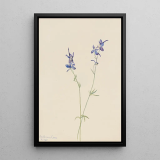 Mary Vaux Walcott - Blue Larkspur Delphinium nuttallianum.webp
