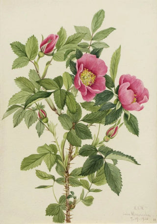 Mary Vaux Walcott - Bourgeau Rose Rosa bourgeauiana.webp