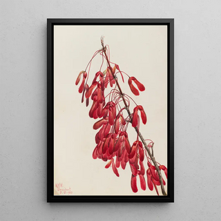 Mary Vaux Walcott - Carolina Maple Acer carolinianum.webp