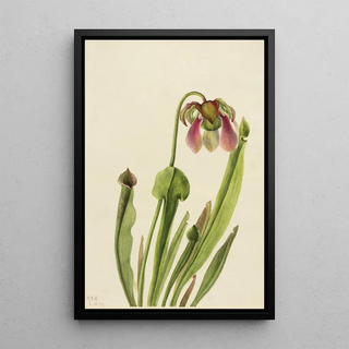 Mary Vaux Walcott - Catesby Pitcherplant Sarracenia catesaei.webp