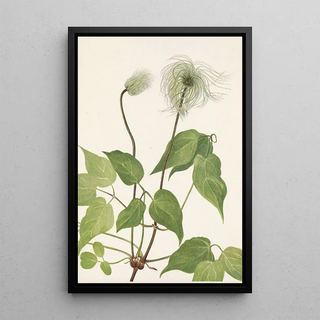 Mary Vaux Walcott - Columbia Clematis fruit Clematis columbiana.webp