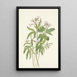 Mary Vaux Walcott - Cut Toothwort Dentaria laciniata.webp