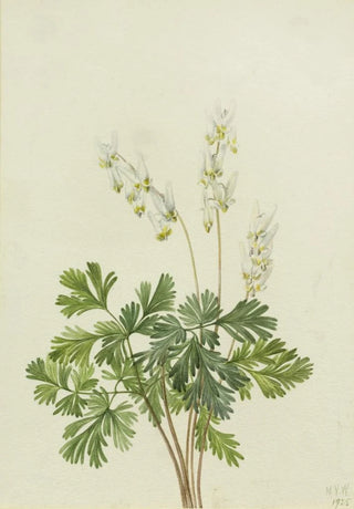 Mary Vaux Walcott - Dutchmans Breetches Bikukulla cucullaria.webp