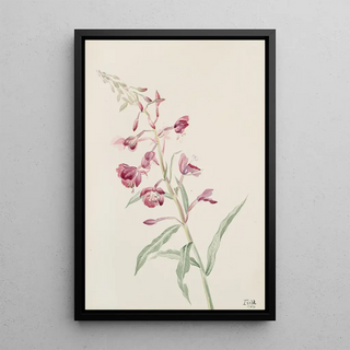 Mary Vaux Walcott - Fireweed Epilobium angustifolium.webp