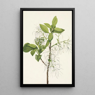 Mary Vaux Walcott - Fringe Tree Chionanthus virginica.webp