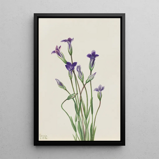 Mary Vaux Walcott - Gentian Gentiana holopetala.webp