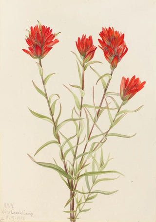 Mary Vaux Walcott - Giant Red Paintbrush Castilleja miniata.webp