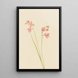 Mary Vaux Walcott - Grasspink Orchid.webp