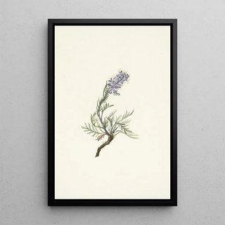 Mary Vaux Walcott - Gray Phacelia Phacelia sericea.webp