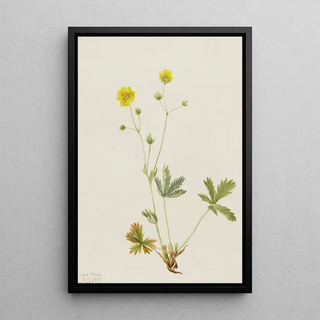 Mary Vaux Walcott - Grayleaf Fivefinger Potentilla glaucophylla.webp
