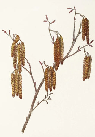 Mary Vaux Walcott - Hazel Alder Alnus rugosa.webp