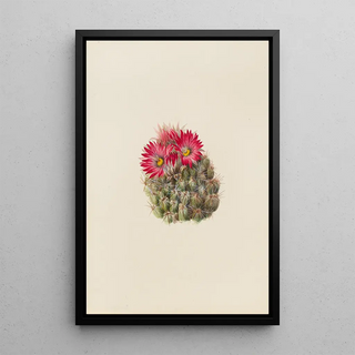 Mary Vaux Walcott - Hedgehog Cactus Coryphantha arizonica.webp