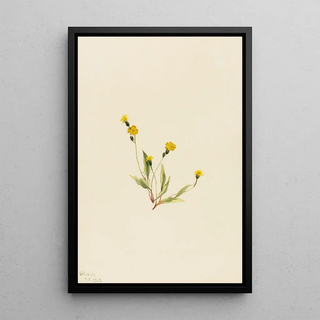 Mary Vaux Walcott - Heieracium gracile.webp