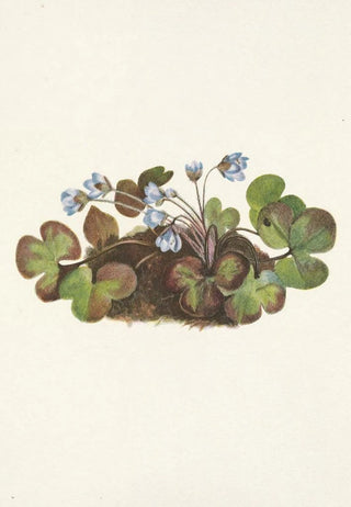 Mary Vaux Walcott - Hepatica Hepatica americana.webp