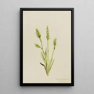 Mary Vaux Walcott - Hooded LadiesTresses Ibidium strictum.webp