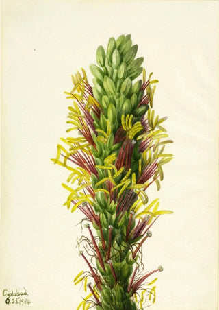 Mary Vaux Walcott - Lechuguilla Agava lechuguilla.webp