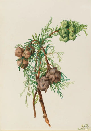 Mary Vaux Walcott - Monterey Cypress Cupressus macrocarpa.webp