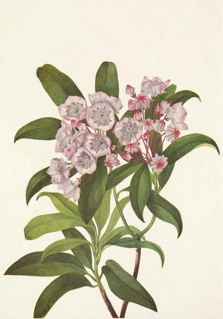 Mary Vaux Walcott - Mountainlaurel Kalmia Latifolia.webp