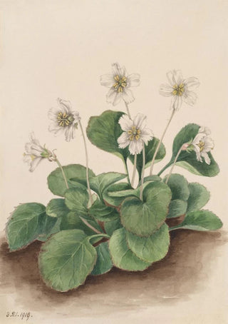 Mary Vaux Walcott - OconeeBells Shortia galacifolia.webp