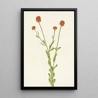 Mary Vaux Walcott - Orange Polygala Polygala lutea.webp