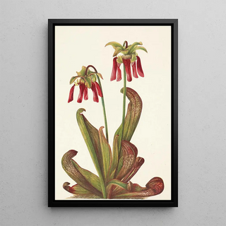 Mary Vaux Walcott - Parrot Pitcherplant Sarracenia psittacina.webp