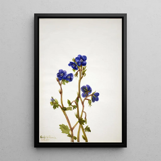 Mary Vaux Walcott - Phacelia Phacelia parryi.webp