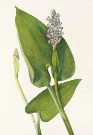 Mary Vaux Walcott - Pickerelweed Pontederia cordata.webp
