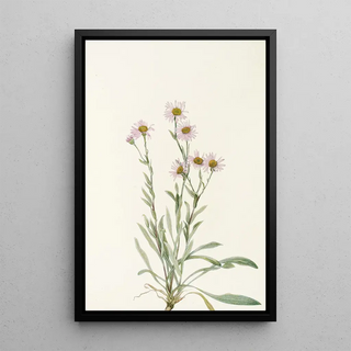Mary Vaux Walcott - Pink Fleabane Erigeron caespitosus.webp