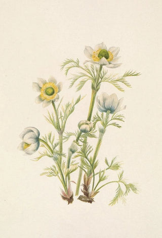 Mary Vaux Walcott - Plume Anemone flower Pulsatilla occidentalis.webp