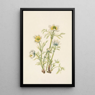 Mary Vaux Walcott - Plume Anemone flower Pulsatilla occidentalis.webp