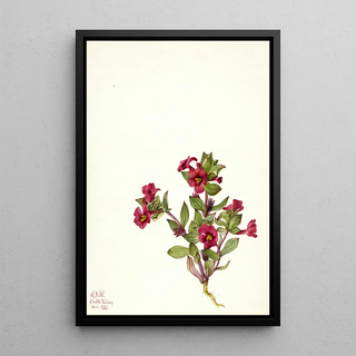 Mary Vaux Walcott - Purple MonkeyFlower Mimulus bigelovii.webp