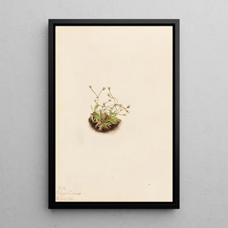 Mary Vaux Walcott - Pygmy Androsace Androsace subumbellata.webp