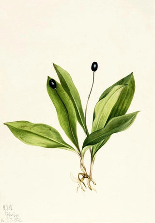 Mary Vaux Walcott - Queencup Clintonia uniflora.webp