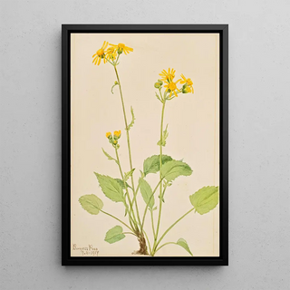 Mary Vaux Walcott - Ragwort Senecio burkei.webp