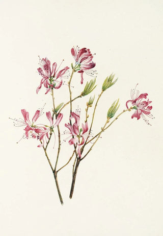 Mary Vaux Walcott - Rhodora Rhodora canadensis.webp