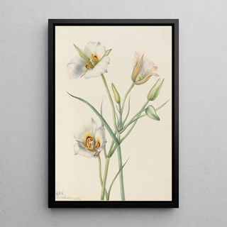 Mary Vaux Walcott - Sego Lily Calochortus nuttallii.webp