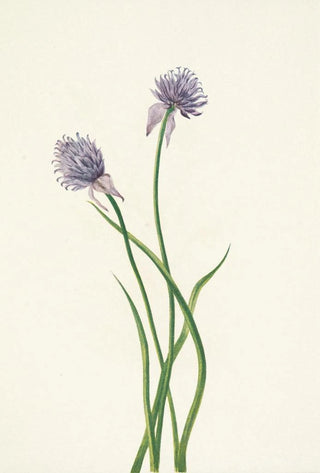 Mary Vaux Walcott - Siberian Onion Allium sibericum.webp