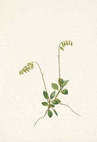 Mary Vaux Walcott - Sidebells Pyrola Pyrola secunda.webp