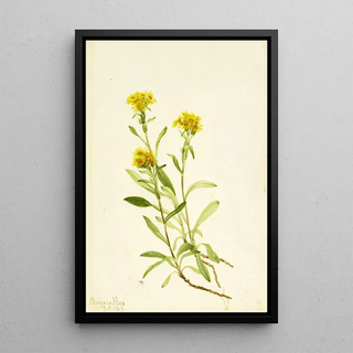 Mary Vaux Walcott - Sidesaddle Goldenrod.webp