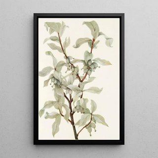 Mary Vaux Walcott - Silverberry fruit Elaeagnus commutata.webp