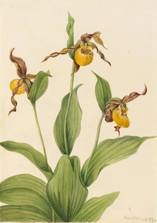 Mary Vaux Walcott - Small Yellow Ladyslipper Cypripedium parviflorum.webp
