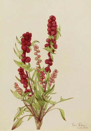Mary Vaux Walcott - StrawberryBlite Chenopodium capitatum.webp