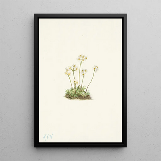 Mary Vaux Walcott - Sweet Androsace Androsace carinata.webp