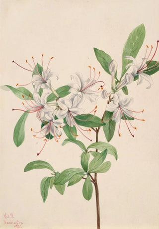 Mary Vaux Walcott - Sweet Azalea Azalea arborescens.webp