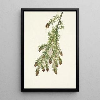 Mary Vaux Walcott - Western Hemlock Tsuga heterophylla.webp